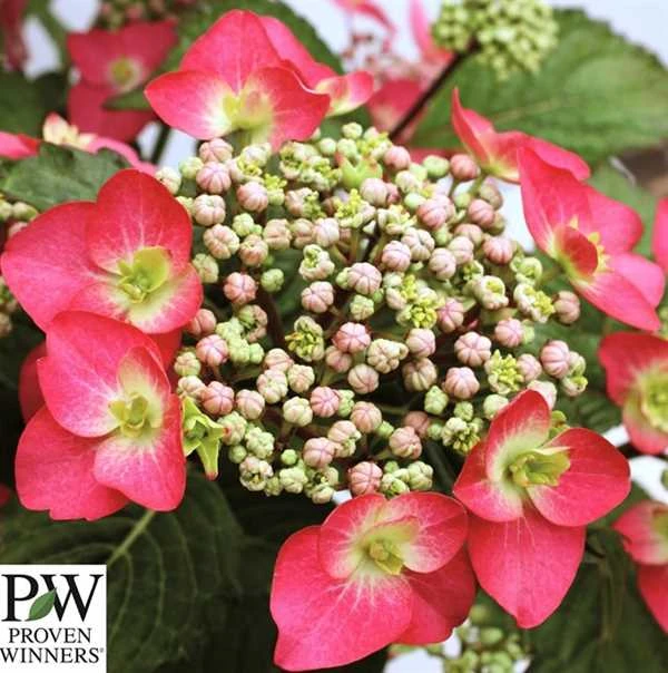 Havehortensia `Strawberry`n`cream` 1 Havehortensia `Strawberry`n`cream`