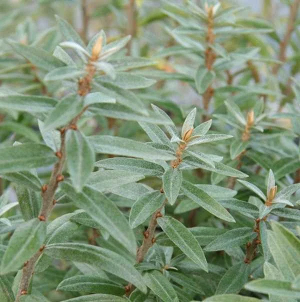 Havtorn Lav Prydplante 1 Havtorn Lav Prydplante