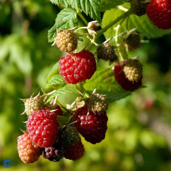 Hindbær `Autumn Bliss` 1 Hindbær `Autumn Bliss`