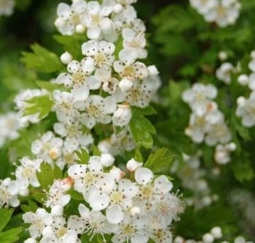 Hvidtjørn 60-100 Cm 1 Hvidtjørn 60-100 Cm