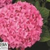 Havehortensia 'Sweet Cupcake`PW