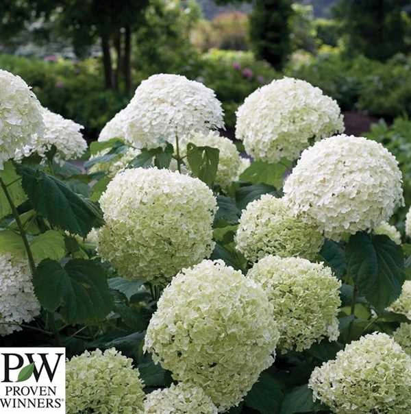 Træagtig Hortensia - 'STRONG ANNABELLE'® PW 1 Træagtig Hortensia - 'STRONG ANNABELLE'® PW