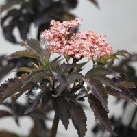 Hyld 'Black Tower'(R)