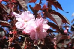 Rødbladet Japansk Kirsebær