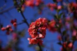 Japankvæde 'Chaenomeles Japonica'