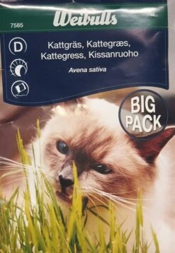 Kattegræs - Avena Sativa