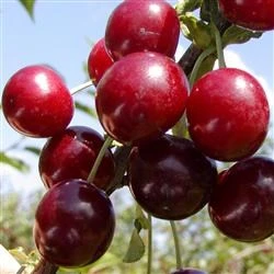 Kirsebær 'SKYGGEMOREL' 1 Kirsebær 'SKYGGEMOREL'