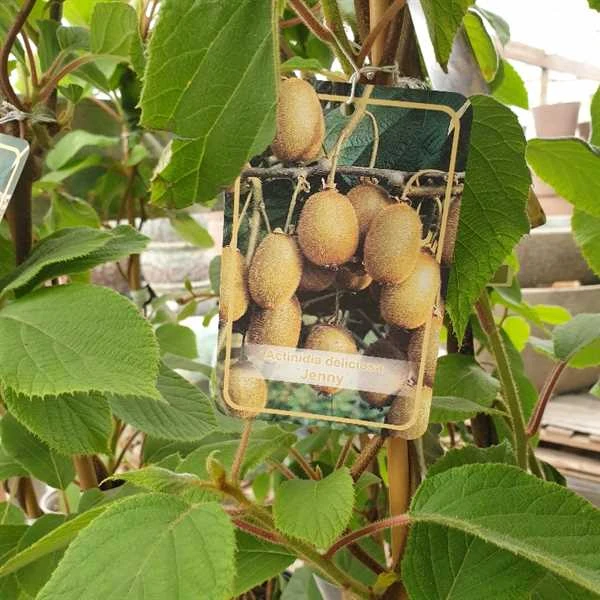 Kiwi - Jenny 1 Kiwi - Jenny