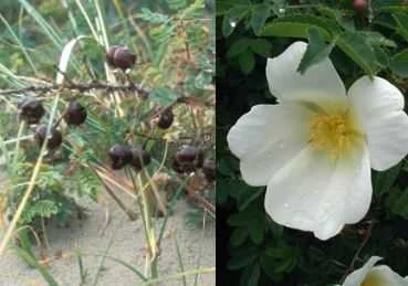 Klitrose Pimpinellifolia 30-50 Cm 1 Klitrose Pimpinellifolia 30-50 Cm