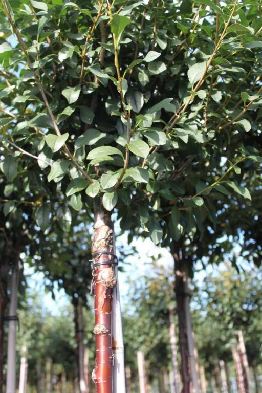 Kuglekirsebær 1 Kuglekirsebær