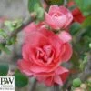 Japankvæde - Chaenomeles 'Pink Storm'(R) PW