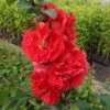 Japankvæde - Chaenomeles 'Scarlet Storm'(R)PW