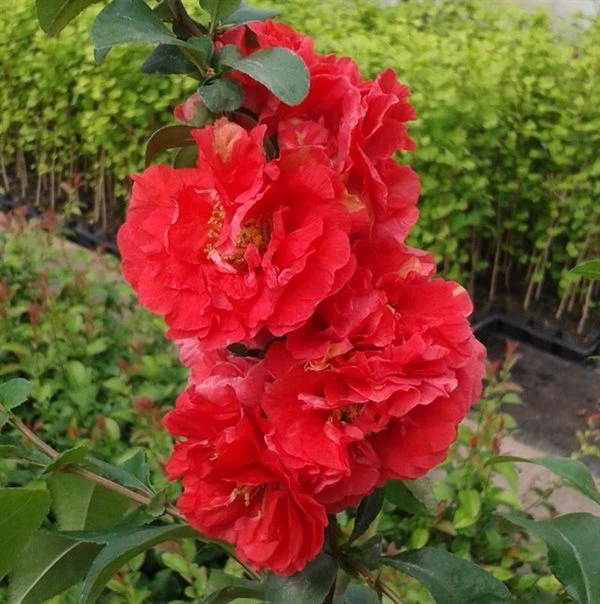 Japankvæde - Chaenomeles 'Scarlet Storm'(R)PW 1 Japankvæde - Chaenomeles 'Scarlet Storm'(R)PW