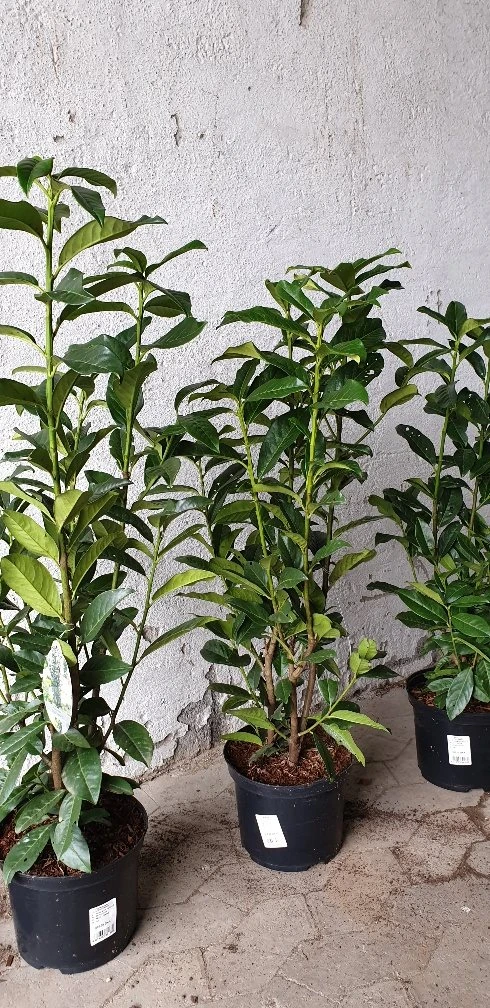 Laurbærkirsebær `Genolia` 1 Laurbærkirsebær `Genolia`