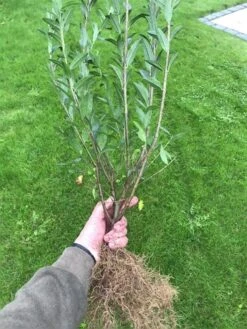 Ligusterhæk 'Liga' 80-120 Cm, 4-6 Grene