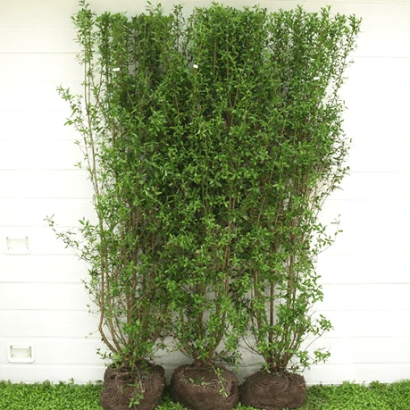 Færdighæk Liguster `Liga` 1 Færdighæk Liguster `Liga`