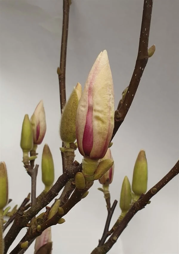 MAGNOLIA SOULANGIANA 5 L Potte 1 MAGNOLIA SOULANGIANA 5 L Potte