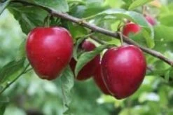 Søjlemirabel 'Ruby'