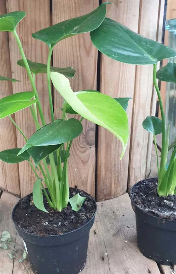 Monstera 1 Monstera