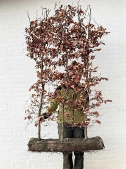 1 M Nemhæk Bøg 180cm