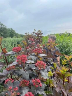 1 M Nemhæk Blærespiraea 180cm