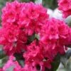Rhododendron NOVA ZEMBLA