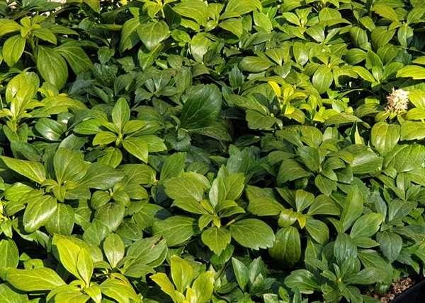 Vinterglans - GREEN CARPET 1 Vinterglans - GREEN CARPET