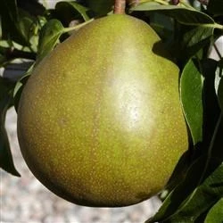 Pære 'Clara Frijs' 1 Pære 'Clara Frijs'