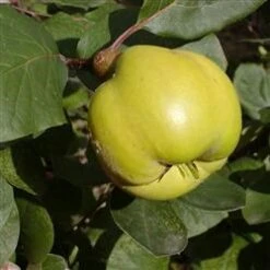 Pærekvæde 'Bereczki'