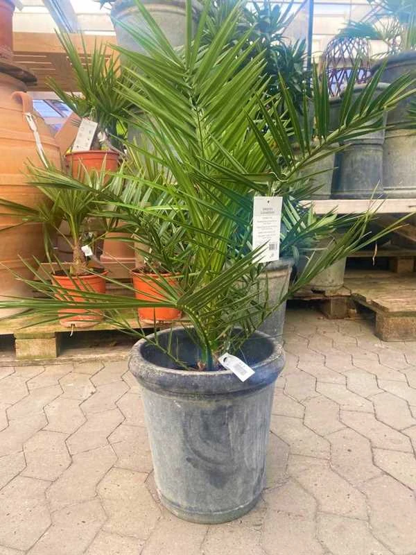 Phønixpalme 1 Phønixpalme