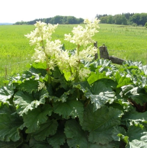 Rabarber `Timberley Early` 1 Rabarber `Timberley Early`