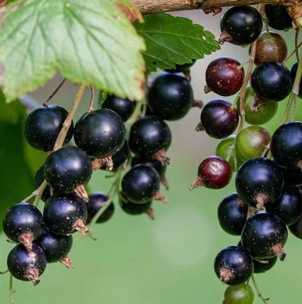 Solbær 'Ben Alder' 1 Solbær 'Ben Alder'