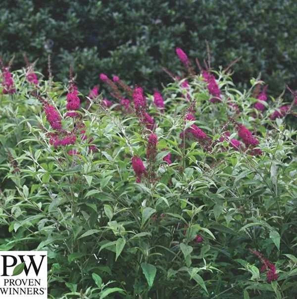 Sommerfuglebusk `Miss Ruby` 1 Sommerfuglebusk `Miss Ruby`