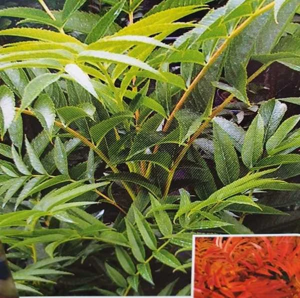 Buskrøn - Sorbus `Ulong` 1 Buskrøn - Sorbus `Ulong`