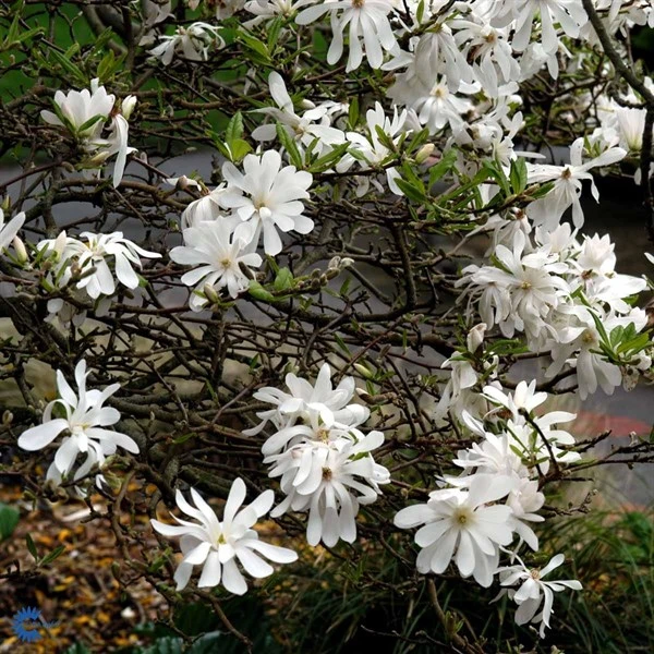 MAGNOLIA STELLATA ROYAL STAR 1 MAGNOLIA STELLATA ROYAL STAR