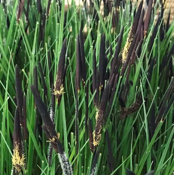 Stiv Stargræs `Gurre Sø' 1 Stiv Stargræs `Gurre Sø'