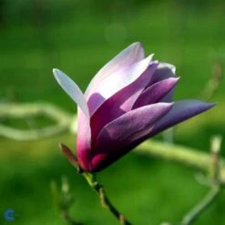 Opstammet MAGNOLIA 'SUSAN'