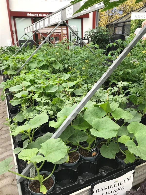 Drivhusplanter Til Udplantning 1 Drivhusplanter Til Udplantning