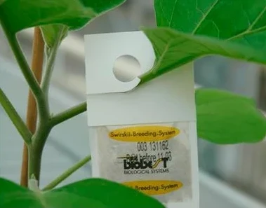 Tripsrovmider Småposer 1 Tripsrovmider Småposer