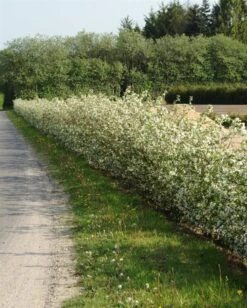 Sargentsæble 40-60 Cm