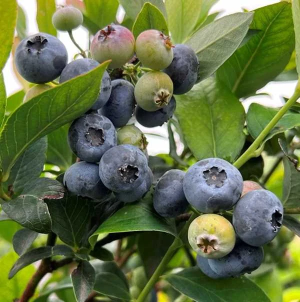 Blåbær 'Elliott' 1 Blåbær 'Elliott'