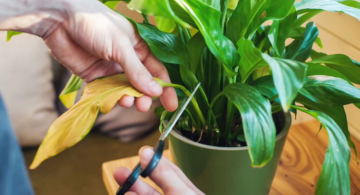 Planter Salgsbutik -Planter Salgsbutik 1200 image banner stock a man takes care of home plants 1400802766